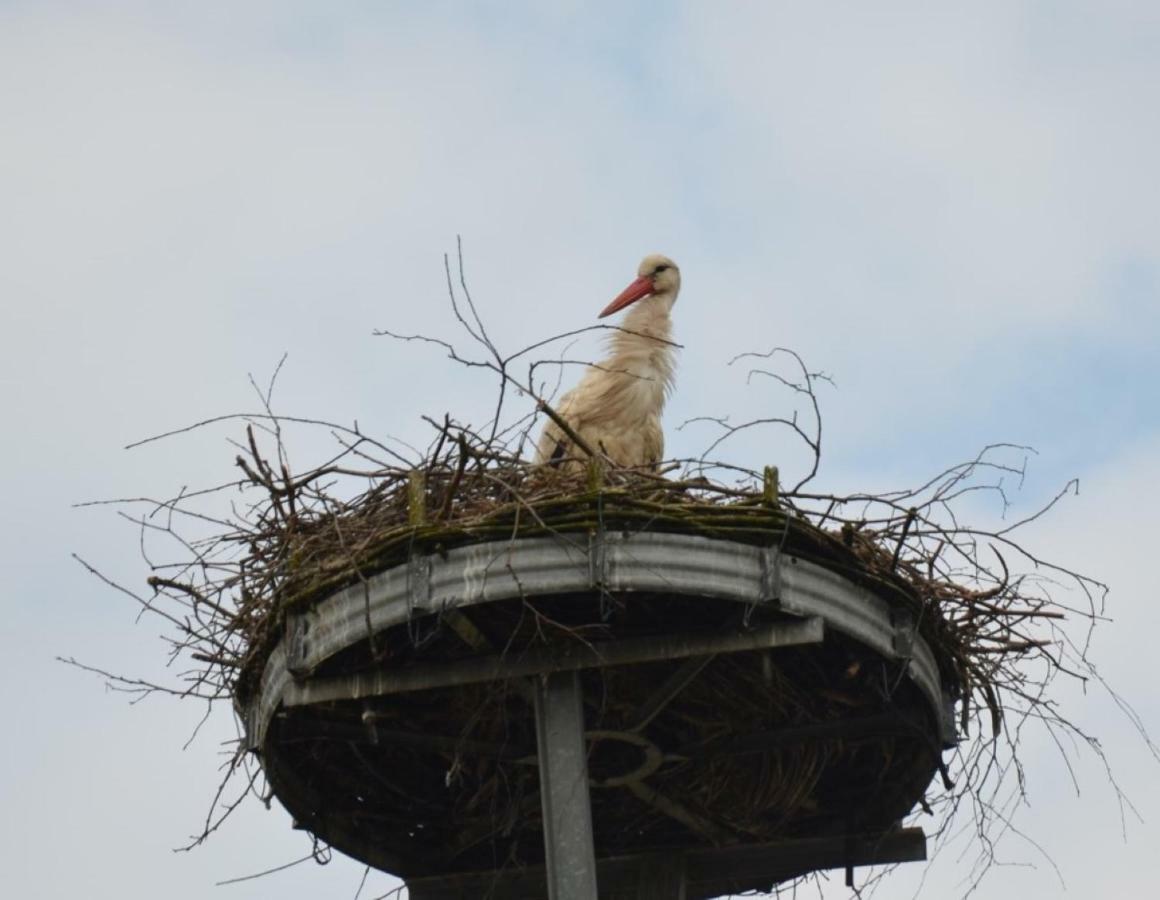 Storchennest An Der Spree In Radinkendorf Leilighet Beeskow Eksteriør bilde